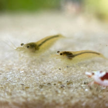 Cargar imagen en el visor de la galería, Yellow Amano Shrimp | Caridina multidentata
