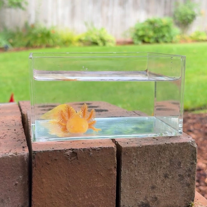 Golden Albino Axolotl
