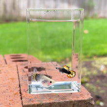 Load image into Gallery viewer, Fire Tux Glass Belly Guppy Pair
