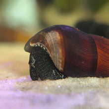 Cargar imagen en el visor de la galería, Assorted Rabbit Snail

