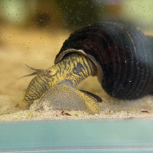Cargar imagen en el visor de la galería, Yellow Poscow Rabbit Snail
