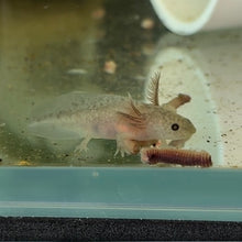 Load image into Gallery viewer, Baby Axanthic Copper Axolotl
