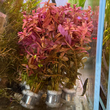 Cargar imagen en el visor de la galería, Rotala Macrandra Mini | Live Plant
