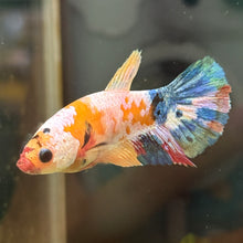 Load image into Gallery viewer, "Third Eye" Candy Koi Betta Fish (Female) | WYSIWYG B1
