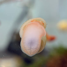 Cargar imagen en el visor de la galería, Ivory Mystery Snail
