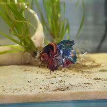 Load image into Gallery viewer, Rainbow Candy Koi Male Betta | WYSIWYG
