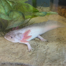 Cargar imagen en el visor de la galería, "Bestie" Juvenile Piebald Axolotl | WYSIWYG

