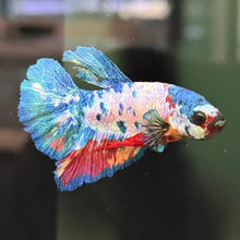 Load image into Gallery viewer, "Creamy" Candy Koi Betta Fish (Male) | WYSIWYG A4
