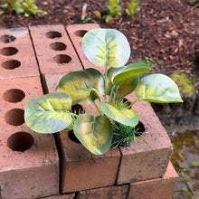 Cargar imagen en el visor de la galería, Realistic Artificial Aquarium Plant | Yellow Green
