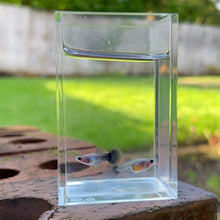 Cargar imagen en el visor de la galería, Silver Fox Glass Belly Guppy Pair
