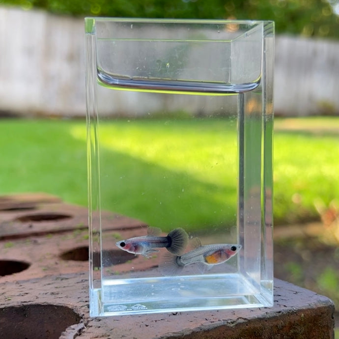 Silver Fox Glass Belly Guppy Pair