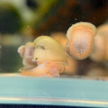 Cargar imagen en el visor de la galería, Ivory Mystery Snail
