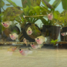 Load image into Gallery viewer, Super Short Pingu Glass Belly Guppy Pair
