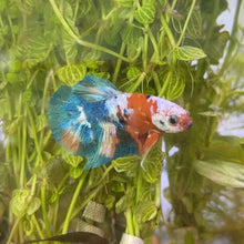 Cargar imagen en el visor de la galería, "Derp" Candy Koi Male Betta | WYSIWYG
