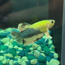 Load image into Gallery viewer, Glo Betta Fish Dumbo Ear | WYSIWYG C4
