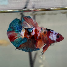 Load image into Gallery viewer, Galaxy Candy Koi Male Betta | WYSIWYG
