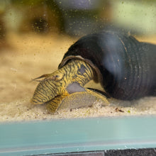 Cargar imagen en el visor de la galería, Yellow Poscow Rabbit Snail
