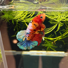 Cargar imagen en el visor de la galería, SUPER RARE - Split Mosaic Rainbow Candy Koi Male Betta | WYSIWYG
