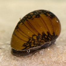 Cargar imagen en el visor de la galería, Batik Nerite Snail

