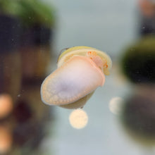 Load image into Gallery viewer, Albino Mystery Snail
