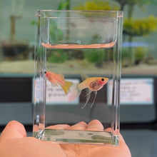 Cargar imagen en el visor de la galería, Ribboned Blonde Pingu Glass Belly Guppy Pair
