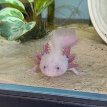 Cargar imagen en el visor de la galería, "Melody" Female Leucistic (Lucy) Axolotl | WYSIWYG
