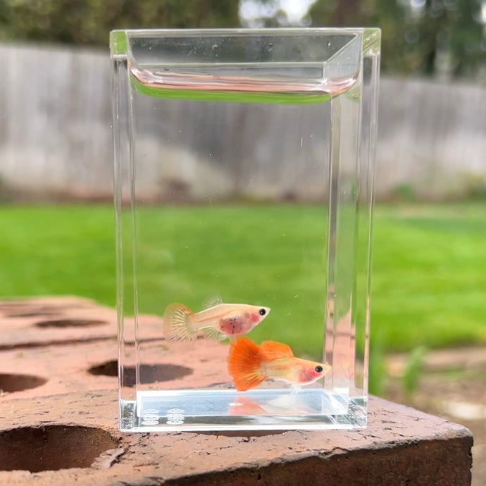 Autumn Glass Belly Guppy Pair