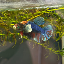 Load image into Gallery viewer, "Shadow" Glo Betta Fish Dumbo Ear | WYSIWYG C8
