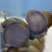 Cargar imagen en el visor de la galería, Japanese Trapdoor Snail Breeding Pair
