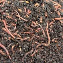 Load image into Gallery viewer, Night Crawlers | Live Organic Worms
