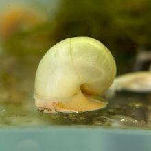 Cargar imagen en el visor de la galería, Mystery Snails - All Morphs
