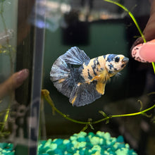 Load image into Gallery viewer, "Vortex" Candy Koi Betta Fish (Male) | WYSIWYG A3
