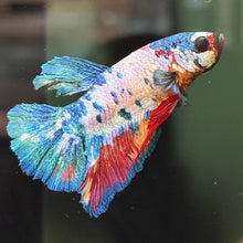 Load image into Gallery viewer, "Creamy" Candy Koi Betta Fish (Male) | WYSIWYG A4
