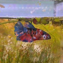Cargar imagen en el visor de la galería, "Mr. Flare" Rainbow Candy Koi Male Betta | WYSIWYG
