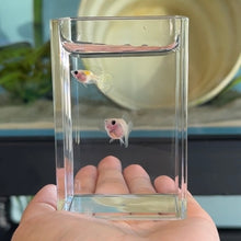 Load image into Gallery viewer, Ice Yellow Lace Tiger Glass Belly Guppy | Live fish
