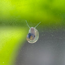 Cargar imagen en el visor de la galería, 10 Live Snails | Pea Puffer Food
