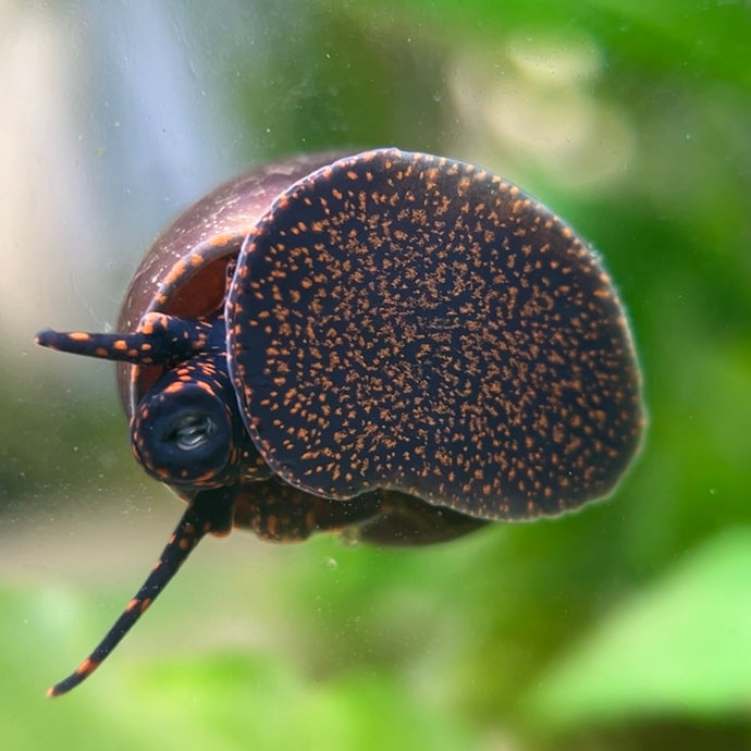 [pre-order] Blueberry Snail (Viviparus sp.)