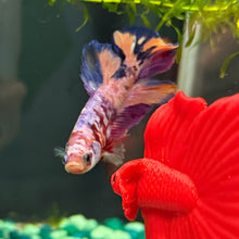 Cargar imagen en el visor de la galería, Pink Prince Candy Koi Male Betta | WYSIWYG C8
