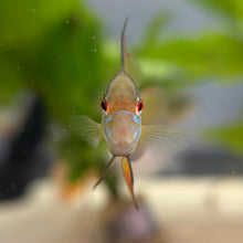 Cargar imagen en el visor de la galería, German Blue Ram Cichlid
