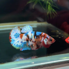 Load image into Gallery viewer, Galaxy Rainbow Candy Koi Female Betta | WYSIWYG D2
