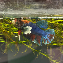 Load image into Gallery viewer, "Shadow" Glo Betta Fish Dumbo Ear | WYSIWYG C8
