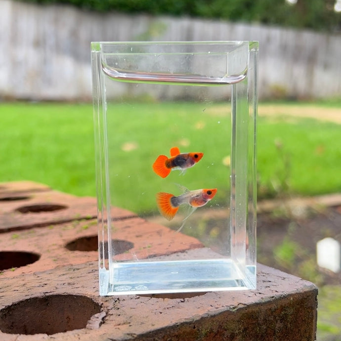 Ribboned Pumpkin Koi Glass Belly Guppy Pair
