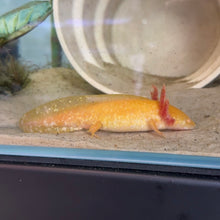 Cargar imagen en el visor de la galería, "Honeybee" Baby Golden Albino Axolotl | WYSIWYG

