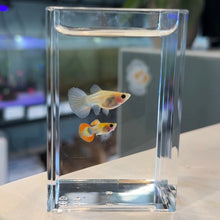 Load image into Gallery viewer, Starburst Glass Belly Guppy Pair
