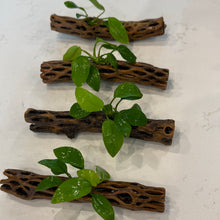 Cargar imagen en el visor de la galería, Anubias Nana Golden on Cholla Wood
