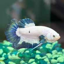 Cargar imagen en el visor de la galería, Teal Iridescent Male Betta | WYSIWYG C7
