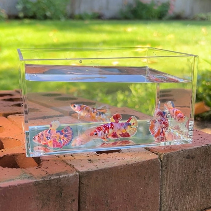 Koi Marble Betta Sorority Pack