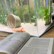 Cargar imagen en el visor de la galería, Lucky Bamboo | Live Aquarium Plant
