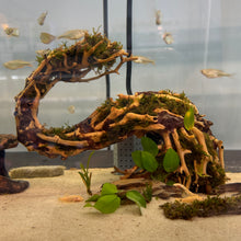 Load image into Gallery viewer, Christmas Moss on Small Curve Shaped Bonsai Driftwood Tree (live plant attached)
