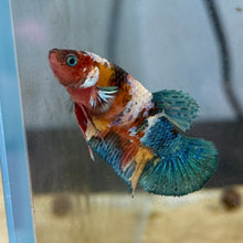 Cargar imagen en el visor de la galería, Blue Eye Rainbow Candy Koi Female Betta | WYSIWYG
